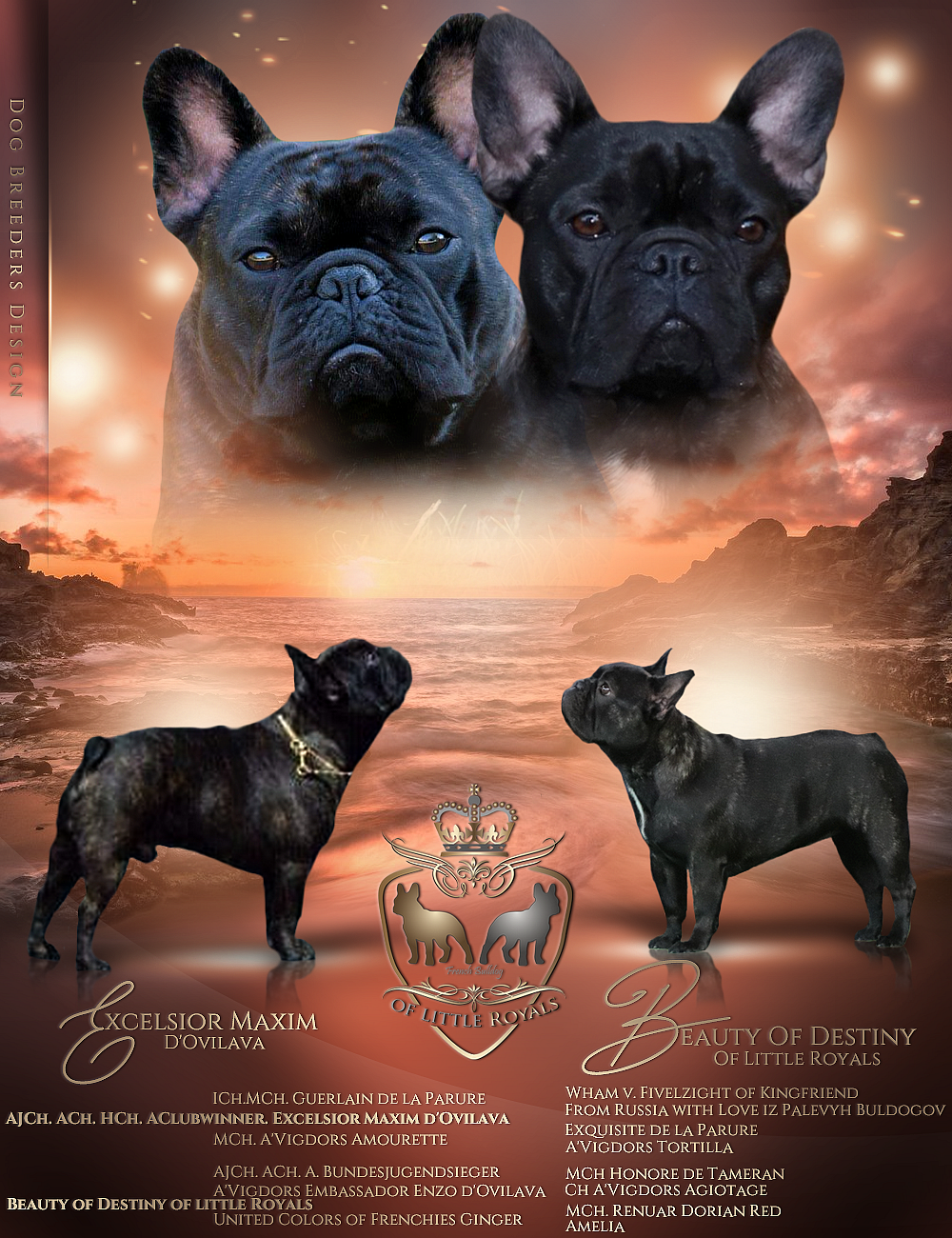 Exquisite Eleanor Vergeben Franzosische Bulldoggen Zuchter Osterreich Fci Okv Welpen Gesund Und Freiantmend Mit Ahnentafel