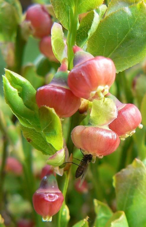 Bilberry flowers
