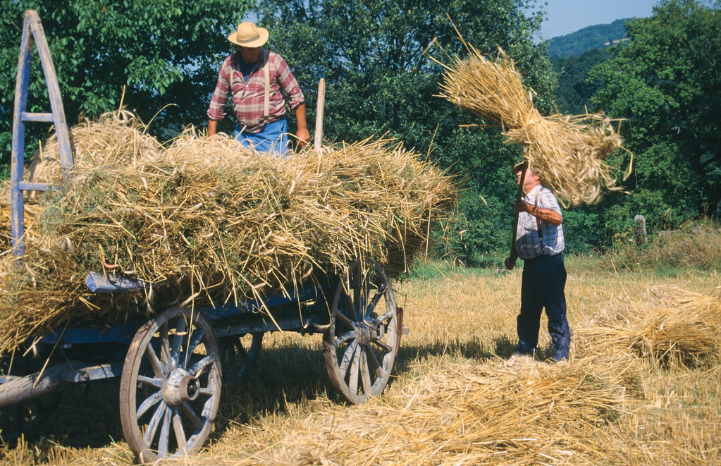 The sowing of rye