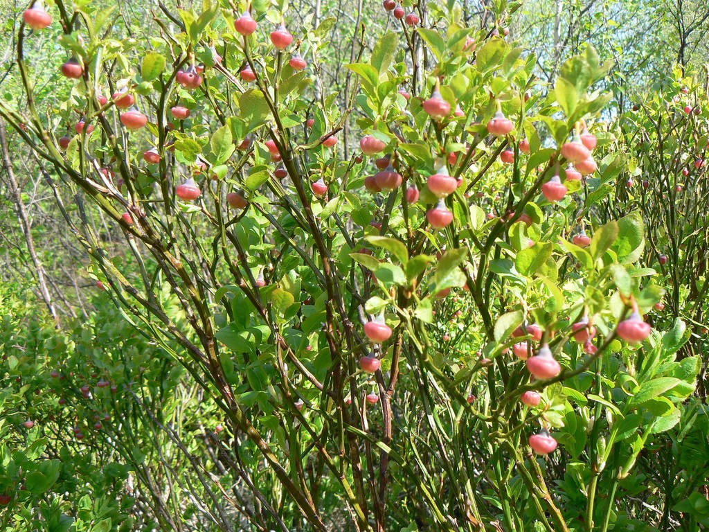 The harvesting of bilberries