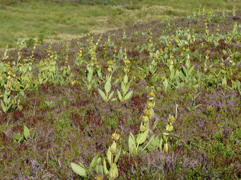 The harvesting of gentians