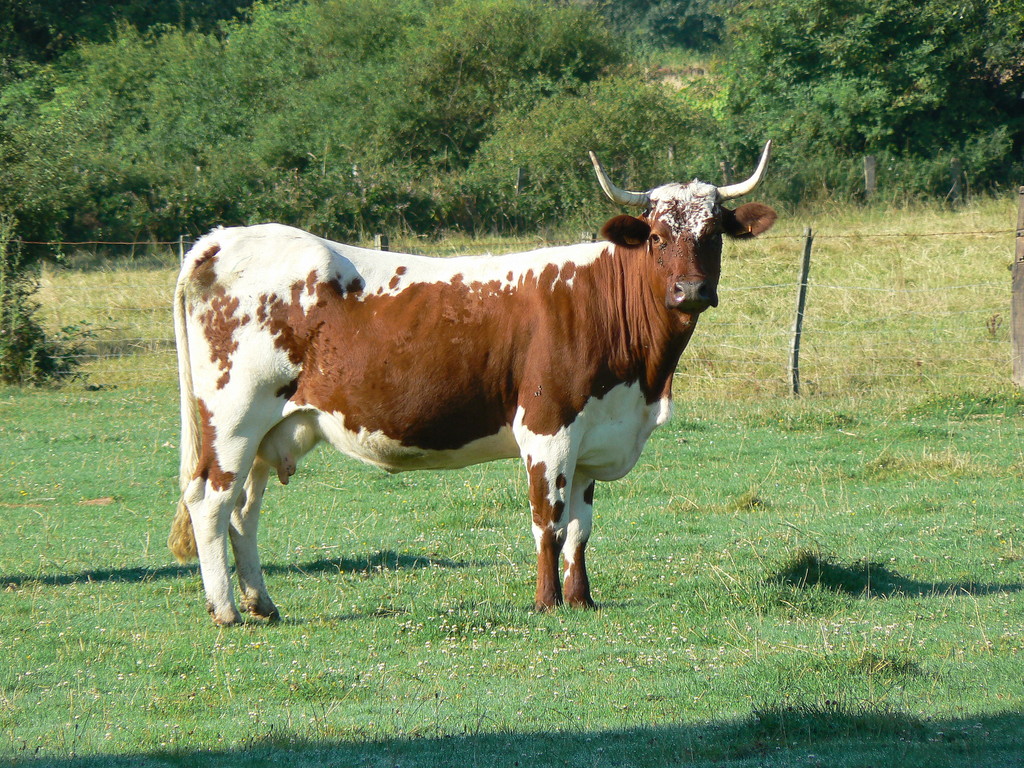 A ferrandaise cow