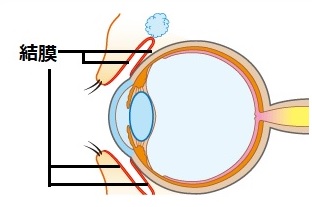 結膜の位置