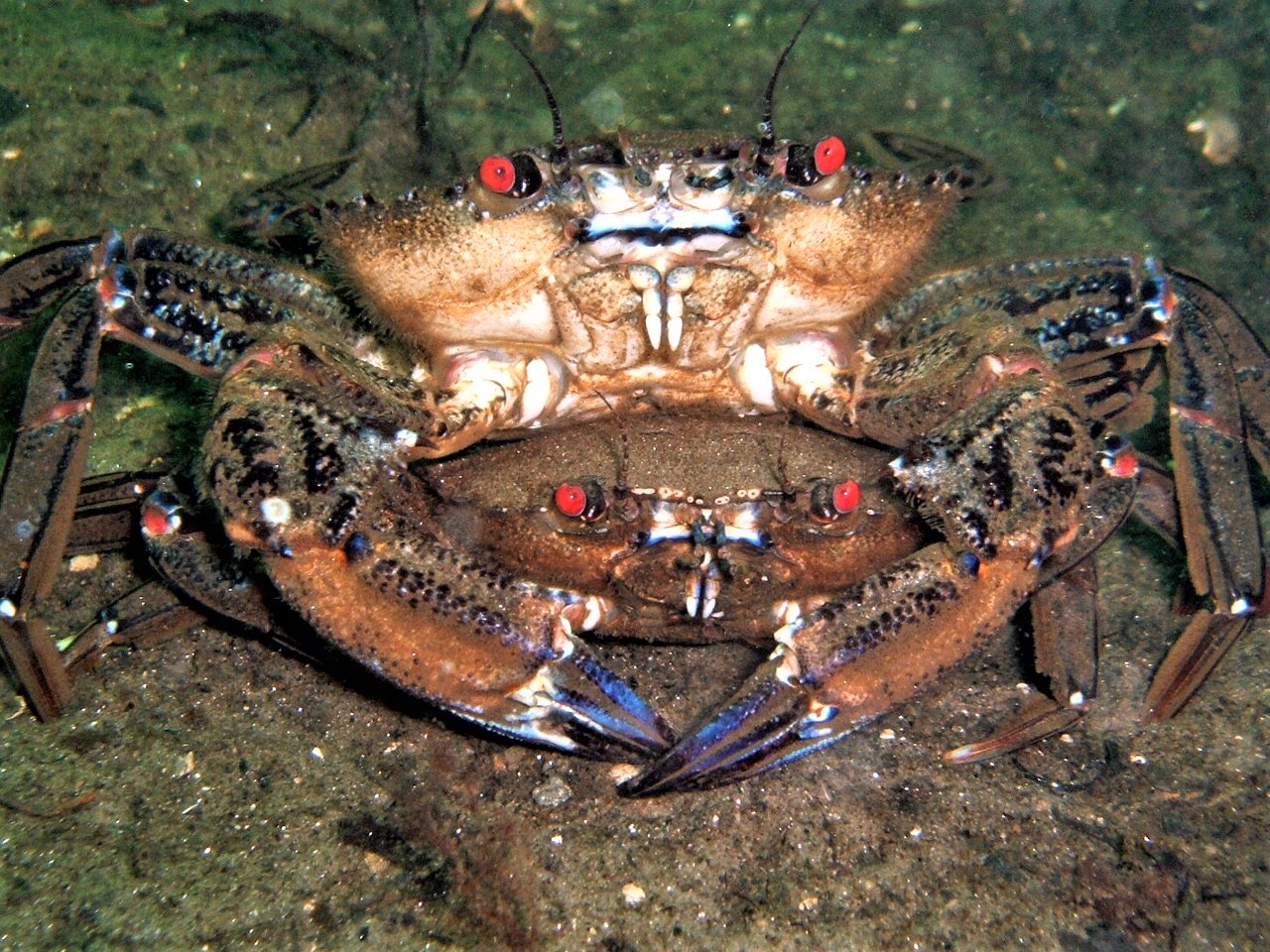 the amazing and diverse range of sea life that we have here, along with some absolutely beautiful places to dive! UK Marine Life