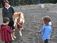 ポニーとご対面