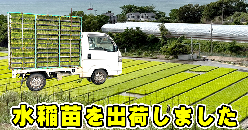 水稲苗を出荷しました
