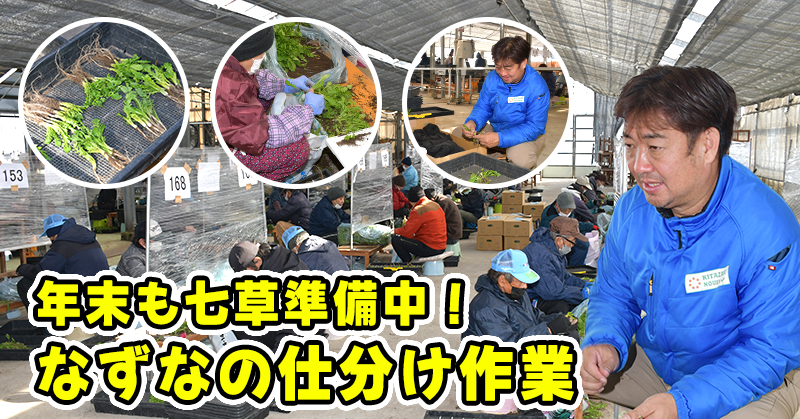 年末も七草準備中！なずなの仕分け作業