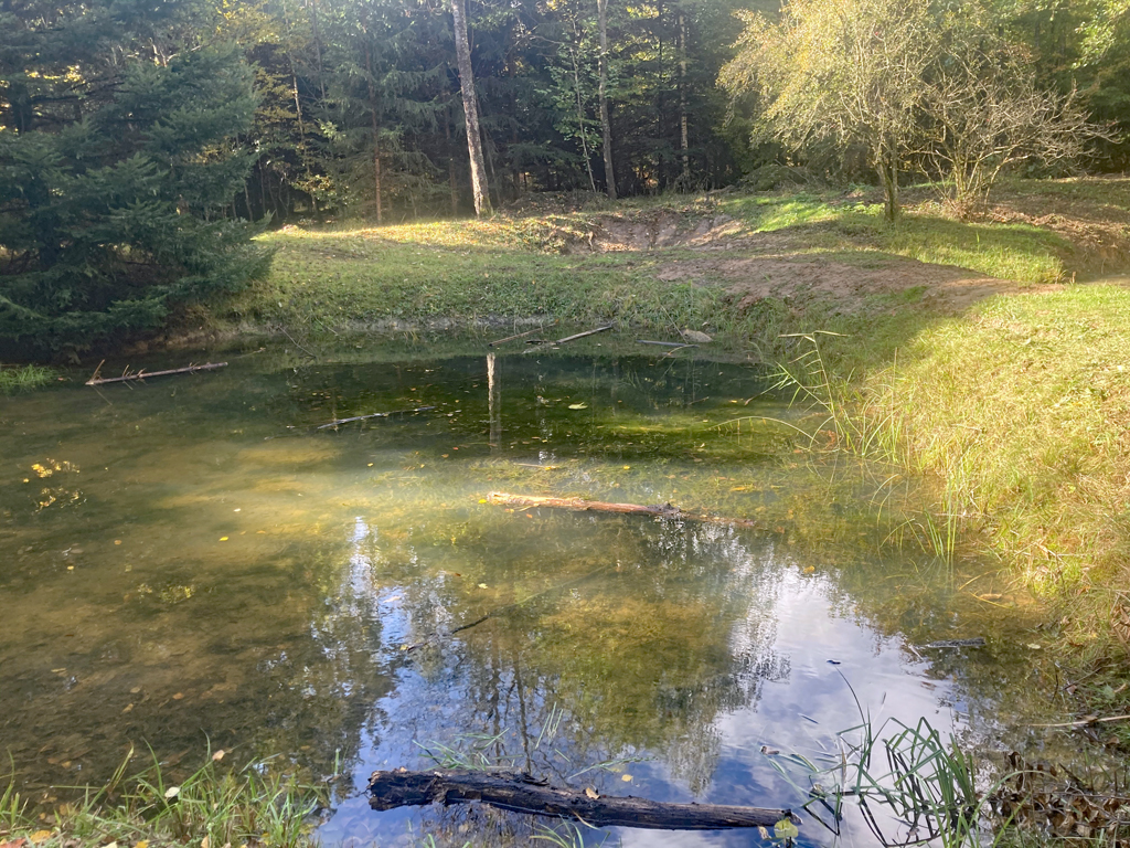 Binsenweiher FDPHausenAG Webseite!