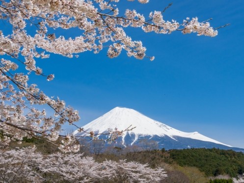 Best Things to Do in Shizuoka in Spring