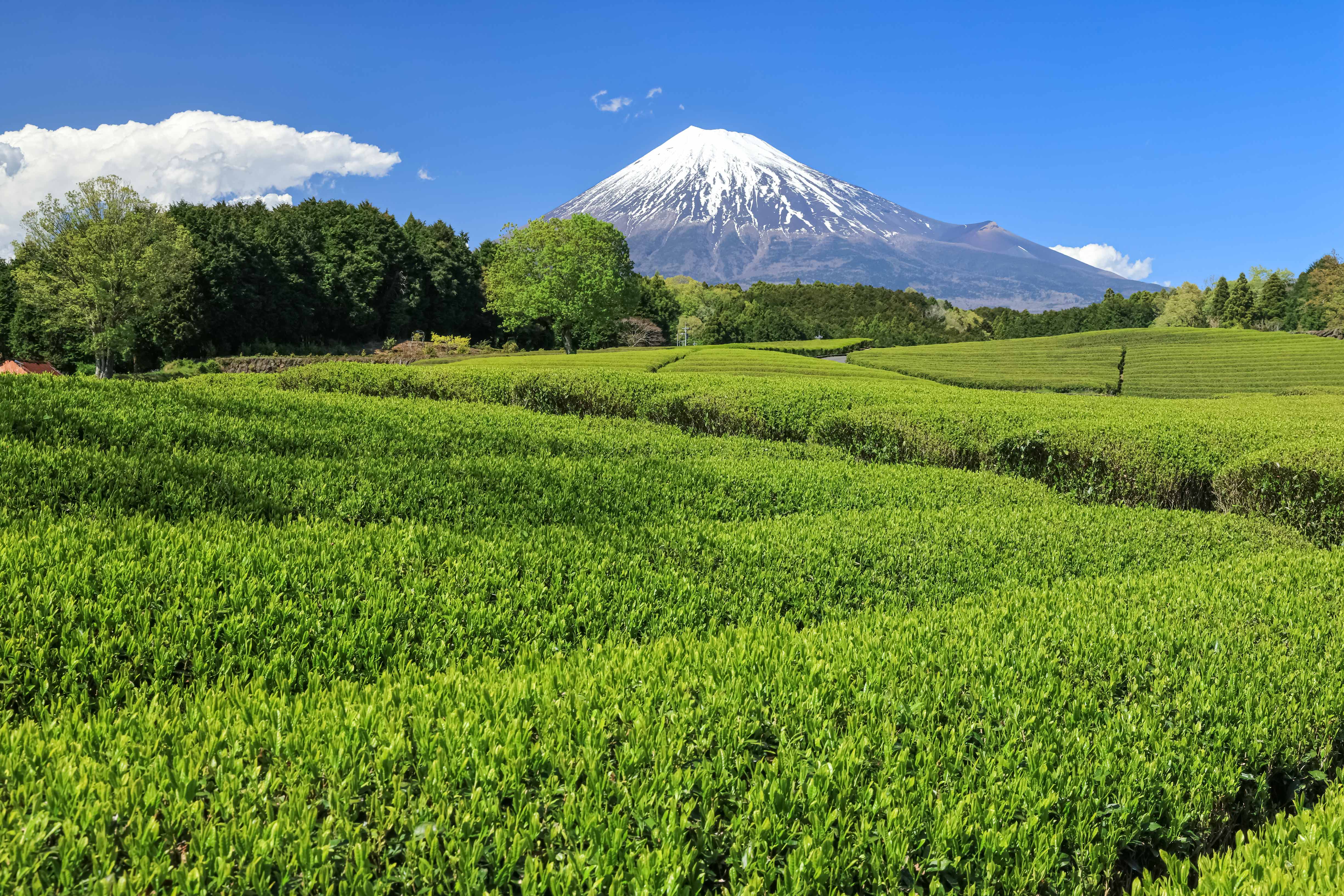 Mt. Fuji, Tea Farms, Shrine & Sake: A Cultural Heritage Journey