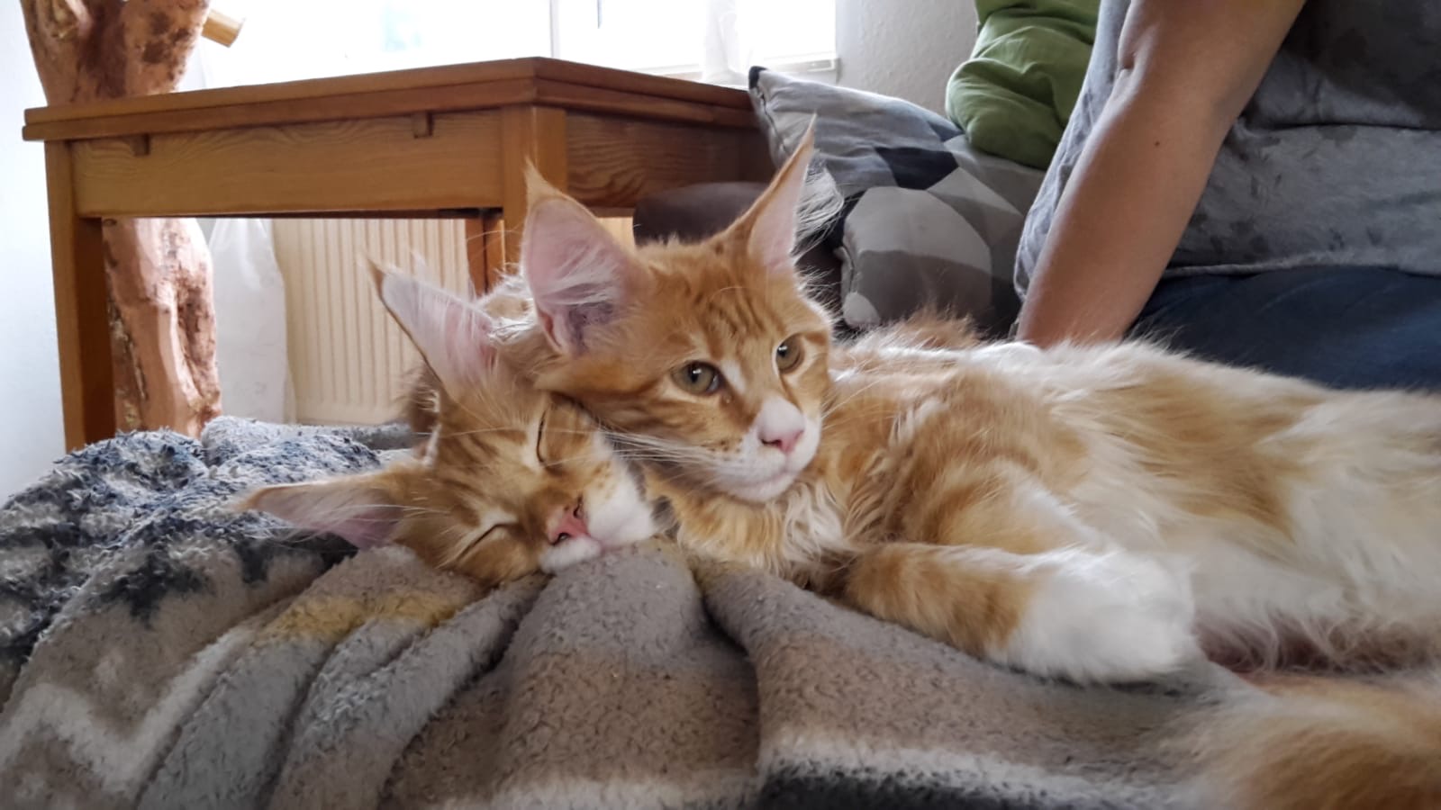 Blog Maine Coon Zucht Aus Niedersachsen