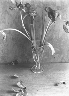 Manfred Paul (*1942) - Tulpen Gelatin silver Printed 1979 - 20x24 (30x40) cm - © Manfred Paul