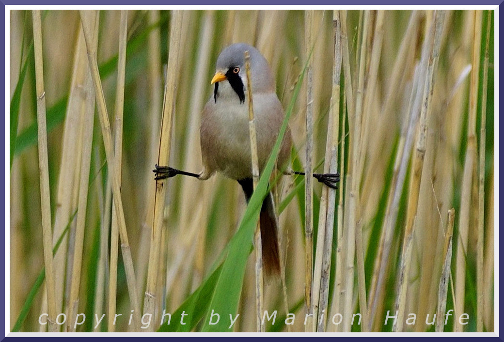 Vögel auf Rügen: Die Bartmeise (Panurus biarmicus)