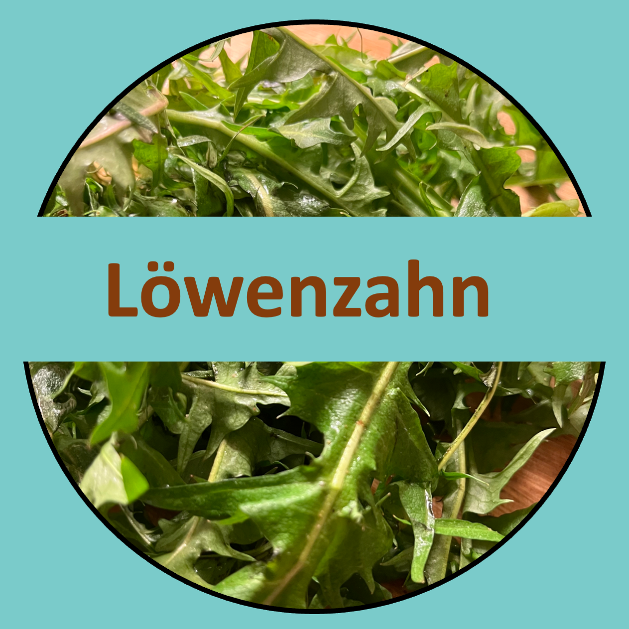 Löwenzahn – vom Feld auf den Teller