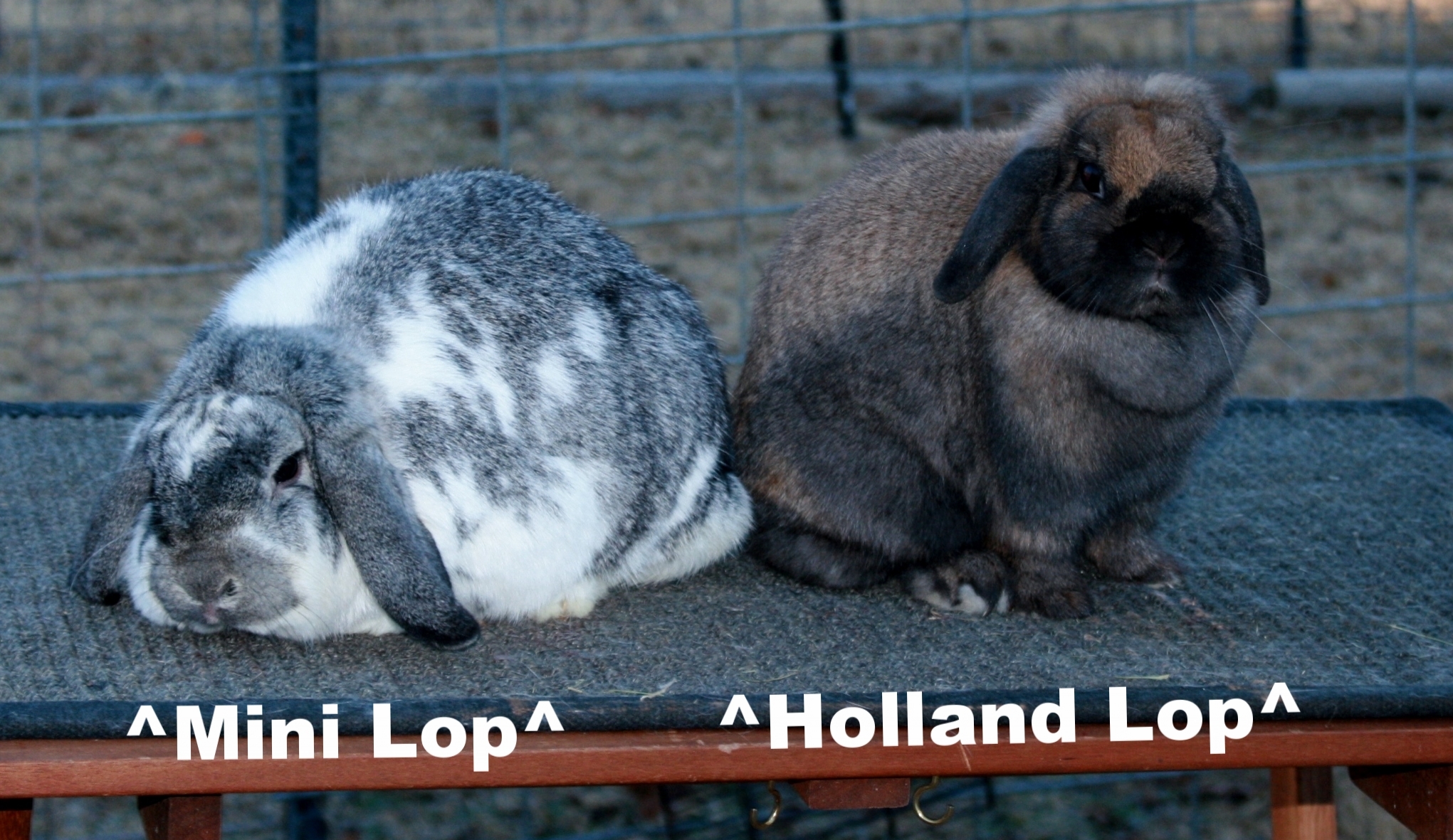 Holland Lops easyearsrabbitry