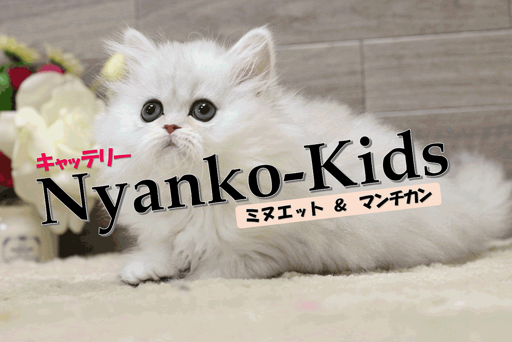 マンチカン 短足（MAR504） - 【ニャンコキッズ】ミヌエット子猫ブリーダー