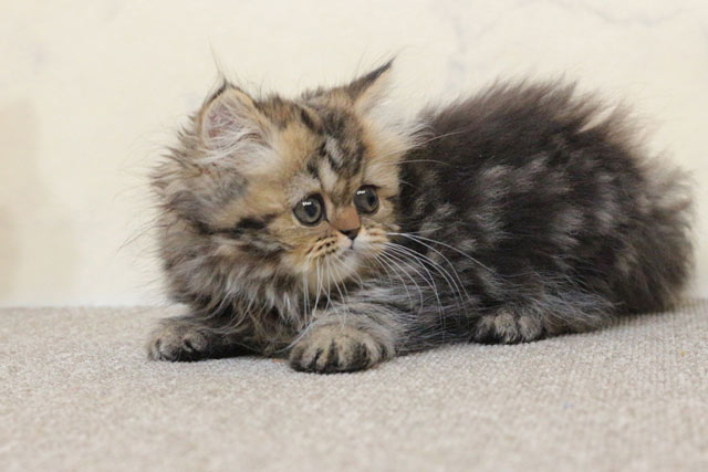 ミヌエット MIR707 子猫写真（5枚目）