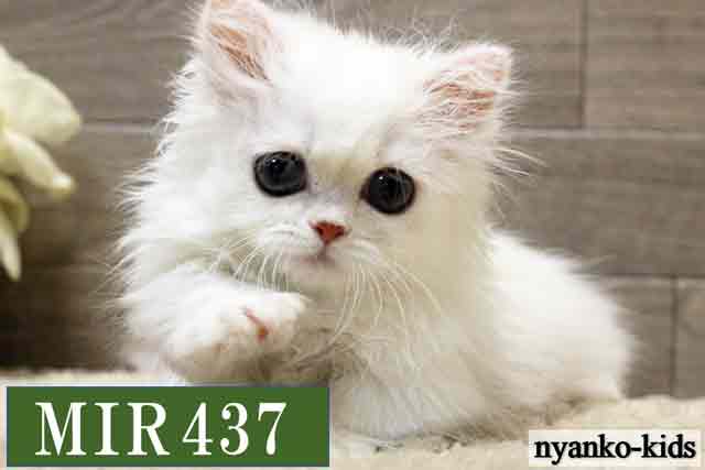ミヌエット　短足　MIR437　男の子