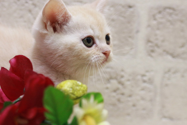 マンチカン MAR429 子猫写真.2