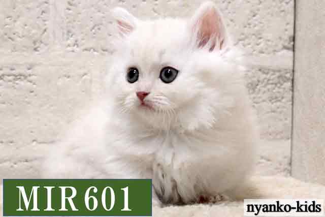 ミヌエット　短足　MIR601　女の子