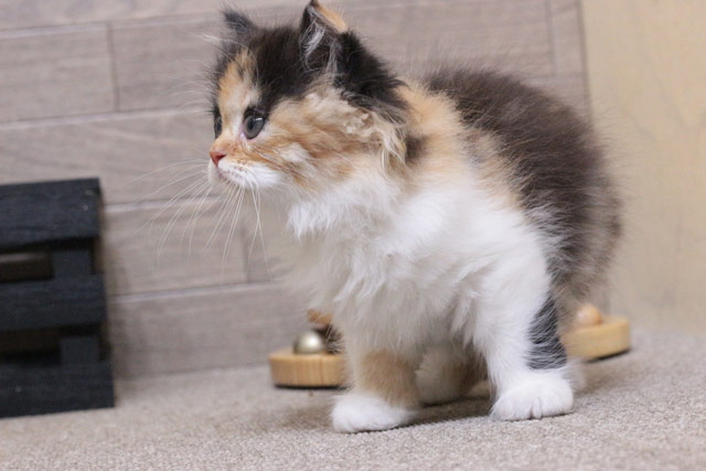 ミヌエット MIR803 子猫写真4