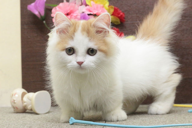 ミヌエット MIR713 子猫写真6