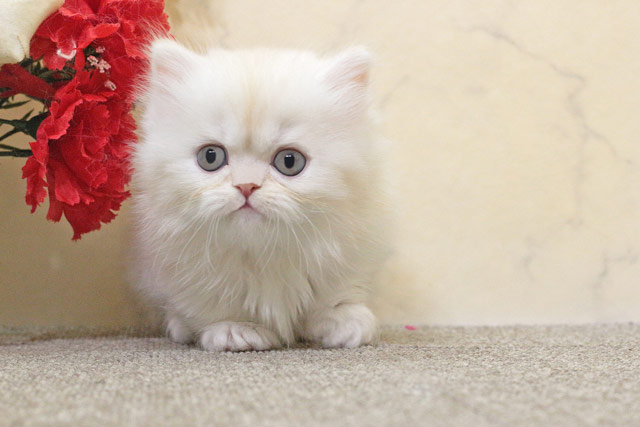 ミヌエット MIR721 子猫写真7