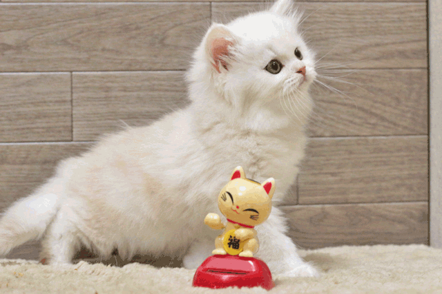 ミヌエット MIR520 子猫写真.4