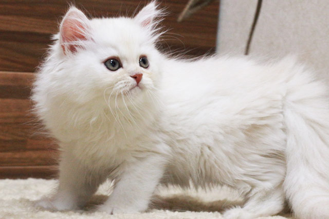 ミヌエット MIR418 子猫写真.1