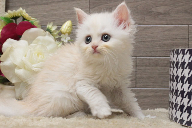 ミヌエット MIR518 子猫写真.3