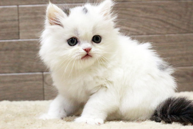 マンチカン MAR435 子猫写真.1