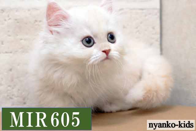 ミヌエット　短足　MIR605　女の子