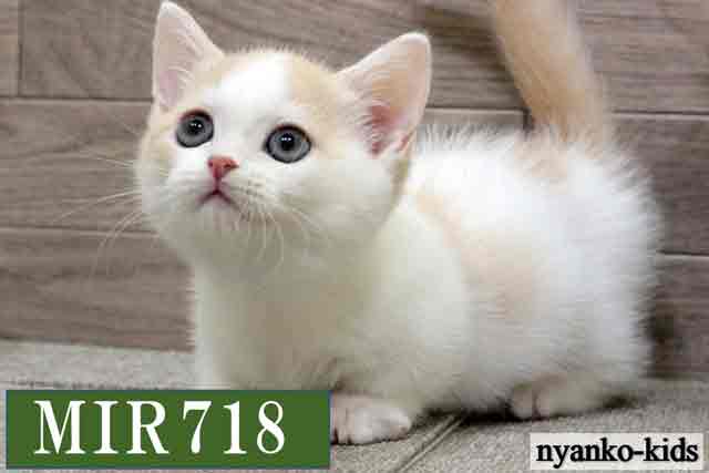 MIR718詳細ページへ｜リンク案内画像