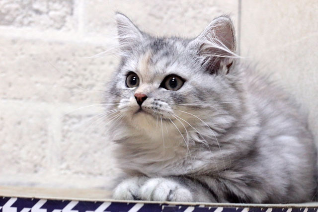 マンチカン 並足（MAR613） - 【ニャンコキッズ】子猫ブリーダー