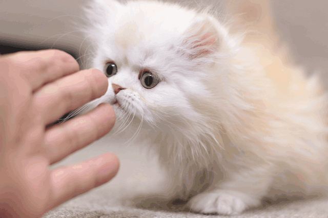 ミヌエット MIR722 子猫写真2