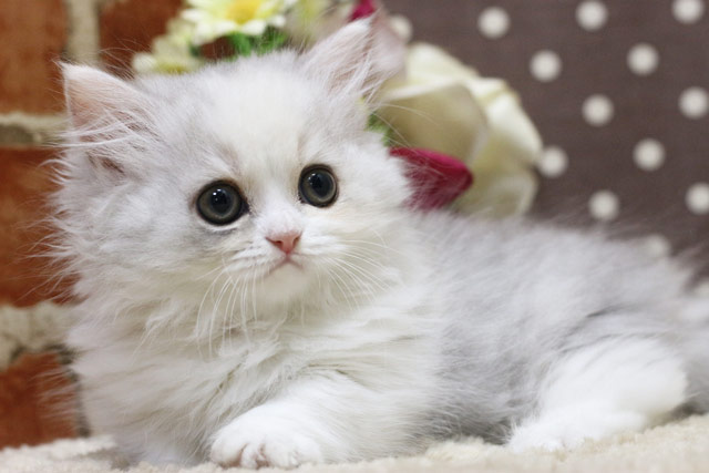 ミヌエット MIR311 子猫写真.5