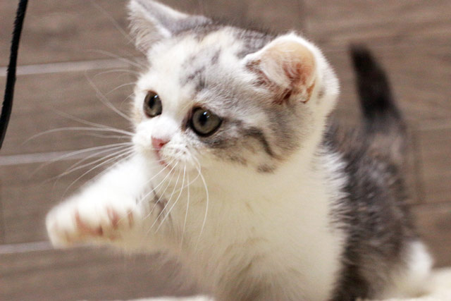 マンチカン MAR434 子猫写真.4