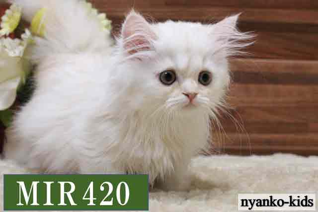 ミヌエット　短足　MIR420　女の子