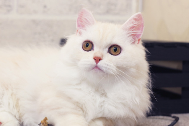 ミヌエット MIR702 子猫写真（5枚目）