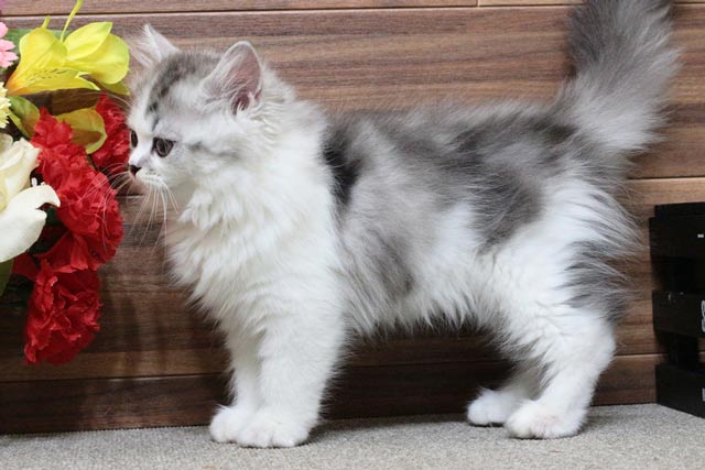 ミヌエット MIR701 子猫写真（4枚目）