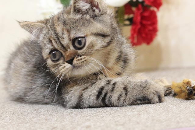 ミヌエット MIR708 子猫写真（8枚目）