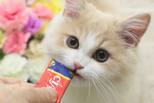 ミヌエット MIR711 子猫写真4