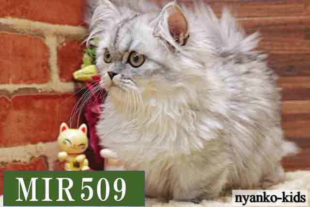 ミヌエット　短足　MIR509　女の子