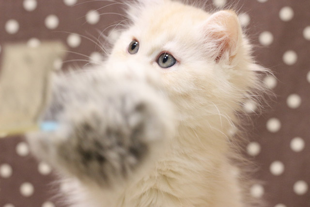 ミヌエット MIR306 子猫写真.3