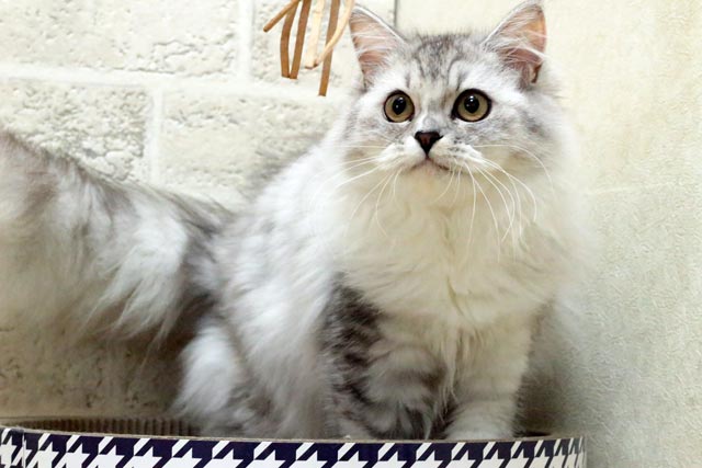マンチカン MAR501 子猫写真.1