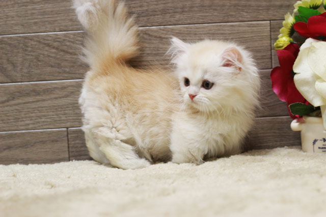 ミヌエット MIR322 子猫写真.2