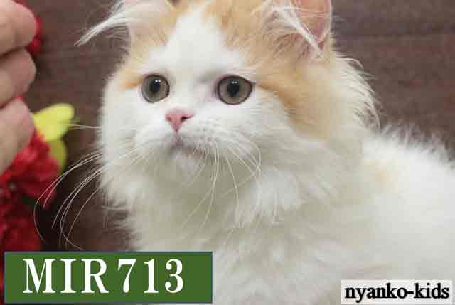 MIR713詳細ページへ｜リンク案内画像