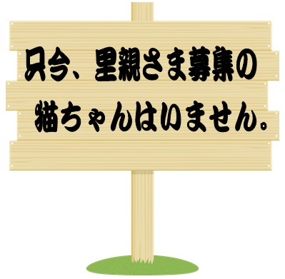 只今、里親募集の猫は居ません。