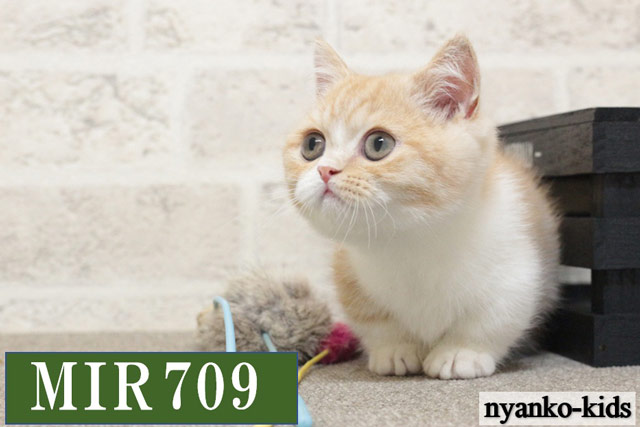 ミヌエット　短足　MIR709　男の子