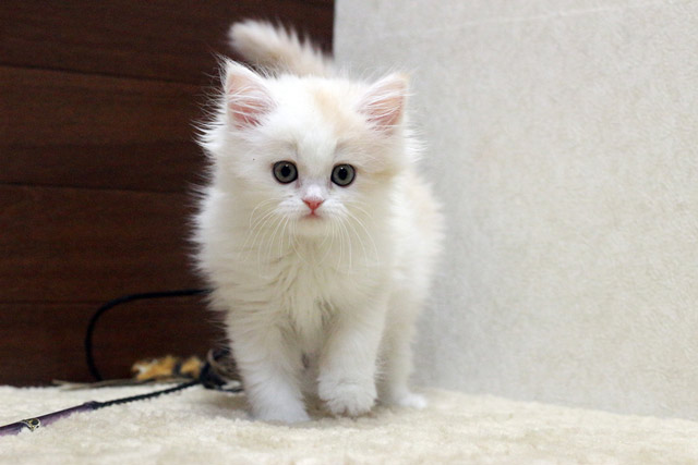ミヌエット MIR412 子猫写真.5